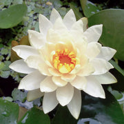 White Water Lily Nymphaea Seeds