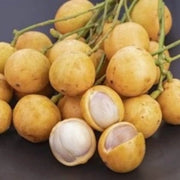 Burmese Grape Seeds