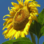 Russian Mammoth Sunflower Seeds