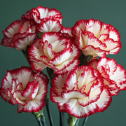 Avranchin Red & White Carnation Seeds