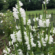 White Obedient Seeds