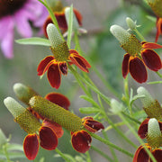 Mexican Hat Seeds