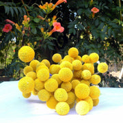 Globosa Craspedia Seeds