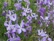 Evening Scented Stock Seeds