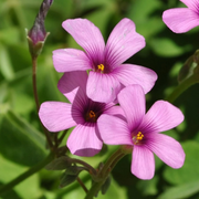 Pink Wood-Sorrel Seeds