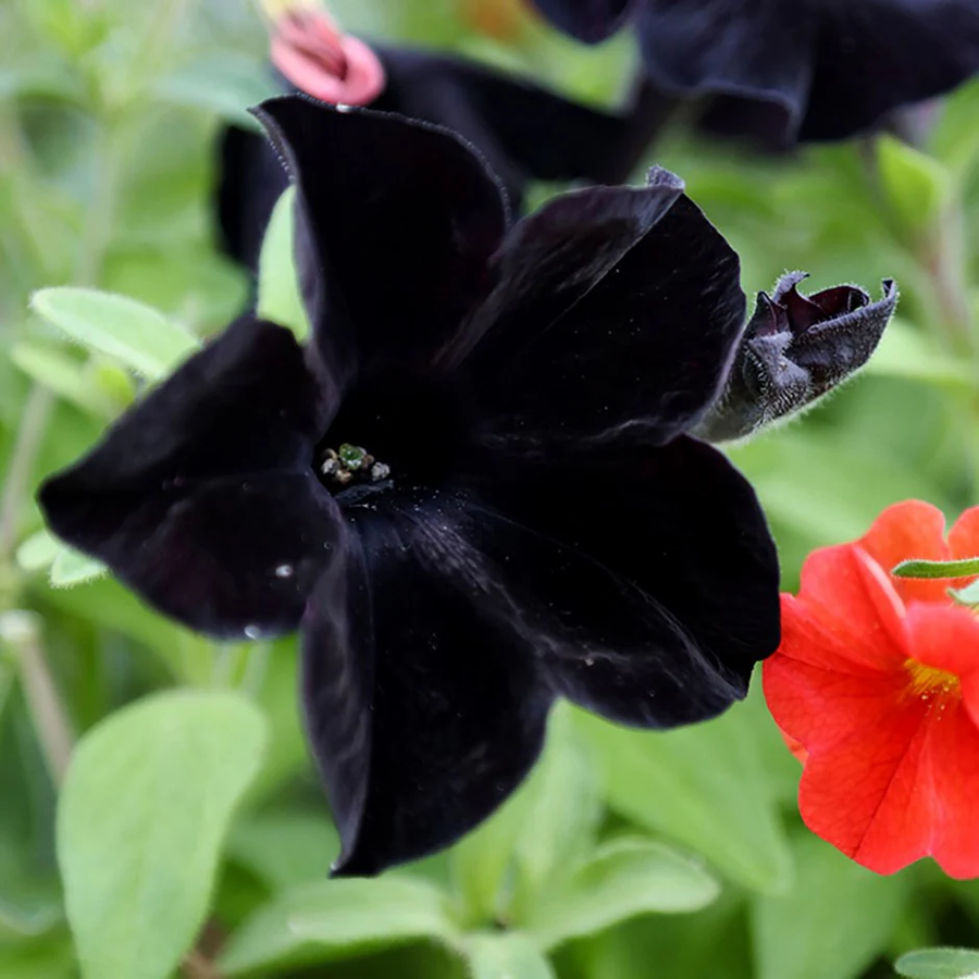 Black Velvet Petunia Seeds