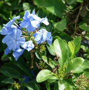 Blue Plumbago Seeds