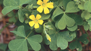 Wood Sorrel Oxalis Seeds