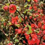 Quince Chaenomeles Speciosa Seeds