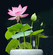 Bonsai Lotus Seeds