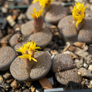 Living Stones Succulent Lithops Seeds