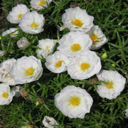Moss-Rose Purslane Seeds