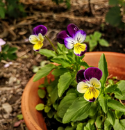 Viola Seeds, Viola tricolor Flower Seeds