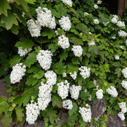 Hardy Oakleaf Hydrangea Seeds