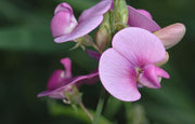 Fragrant Climbing Sweet Pea Seeds