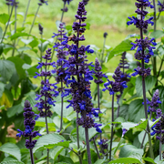 Blue Salvia Seeds