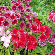 Twinkle Star Phlox Seeds
