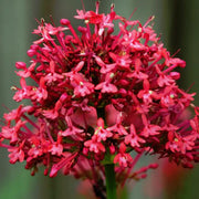 Perennial Red Valerian Seeds