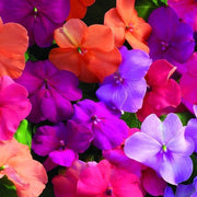 Impatiens Seeds
