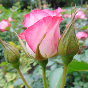 Rosa Seeds, Cherry Parfait