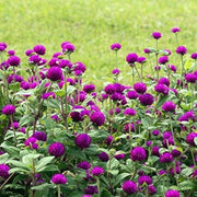 Purple Globe Amaranth Gomphrena Seeds