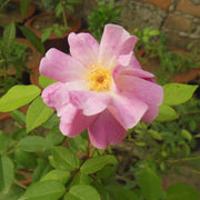 Sweet Briar Rose Rosa Rubiginosa Seeds