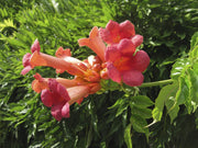 Climbing Scarlet Trumpet Vine Seeds