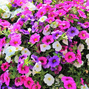 Mini Petunia Calibrachoa Seeds