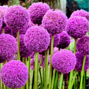 Giganteum Allium Seeds