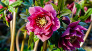 Lenten Rose Seeds