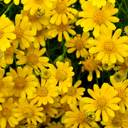 Dahlberg Daisy Seeds, Golden Blooms