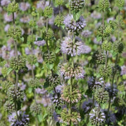 Perennial Pennyroyal Seeds