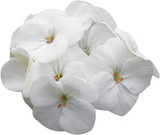 White Geranium Seeds