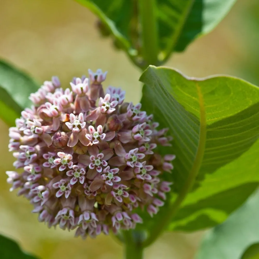 Milkweed Seeds - For Home Gardens Seeds