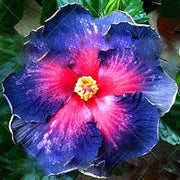 Giant Hibiscus Seeds