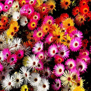 Groundcover Ice Seeds