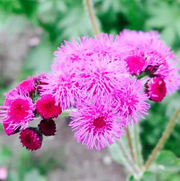 Pink Floss Seeds