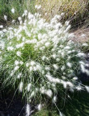 Ornamental White Fountain Seeds