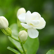 Fragrant Blooming Arabian Jasmine Seeds