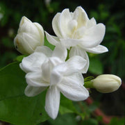 Fragrant Blooming Jasmine Seeds