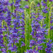 Rocky Mountain Beardtongue Penstemon Strictus Seeds