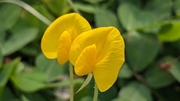 Pinto Peanut Seeds