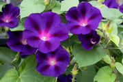 Star of Yelta Morning Glory Seeds