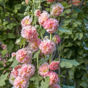 Carnival Pink Hollyhock Seeds