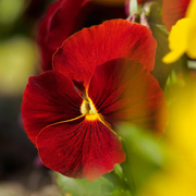 Red Pansy Seeds