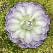 Cyclosecta Pinguicula Seeds