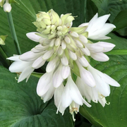 Fragrant Seeds, Hosta plantaginea