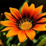 Mixed Colors Gazania Seeds