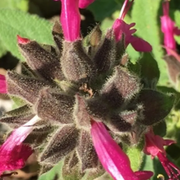 Hummingbird Sage Salvia Spathacea Seeds