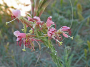 Beeblossom Seeds